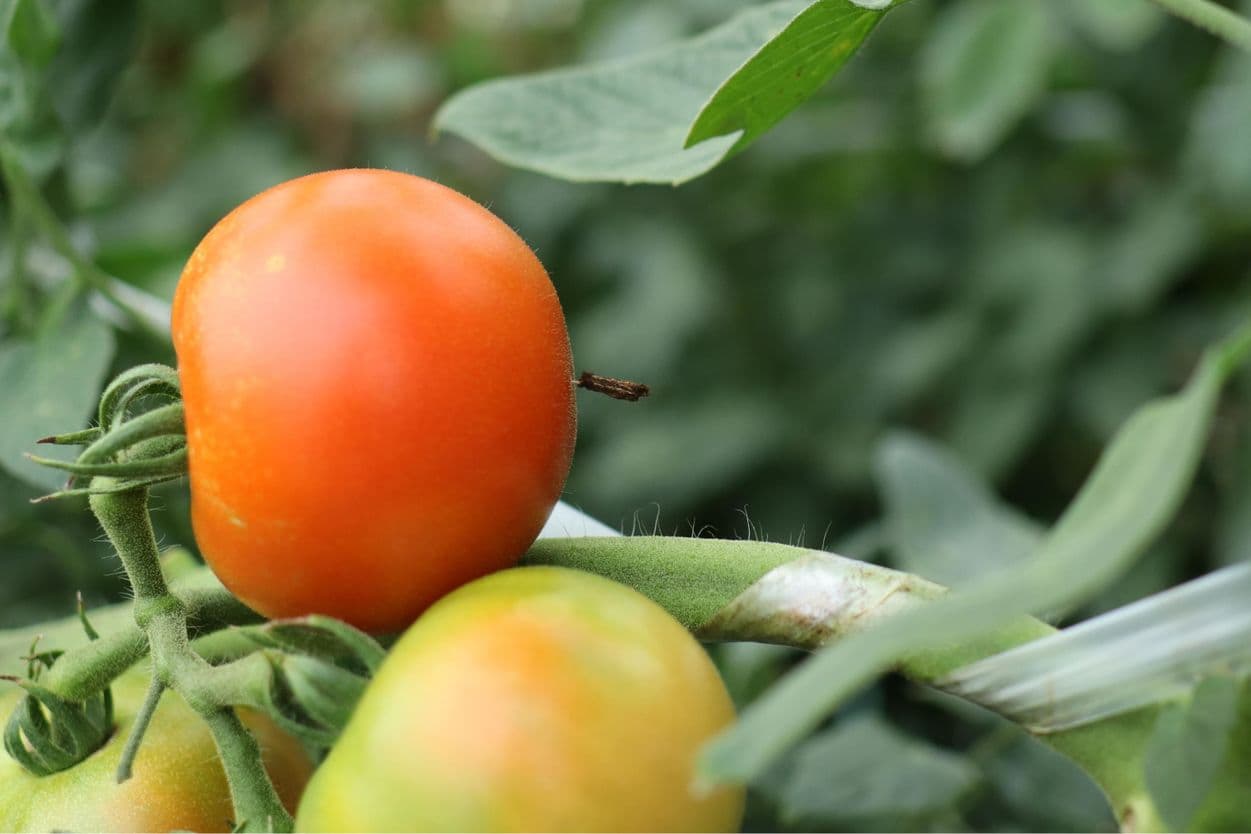 昭和村 ぜいたくトマト
