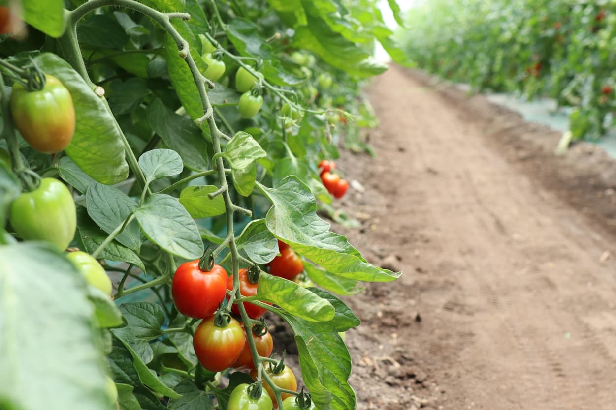 昭和村 トマトベリー