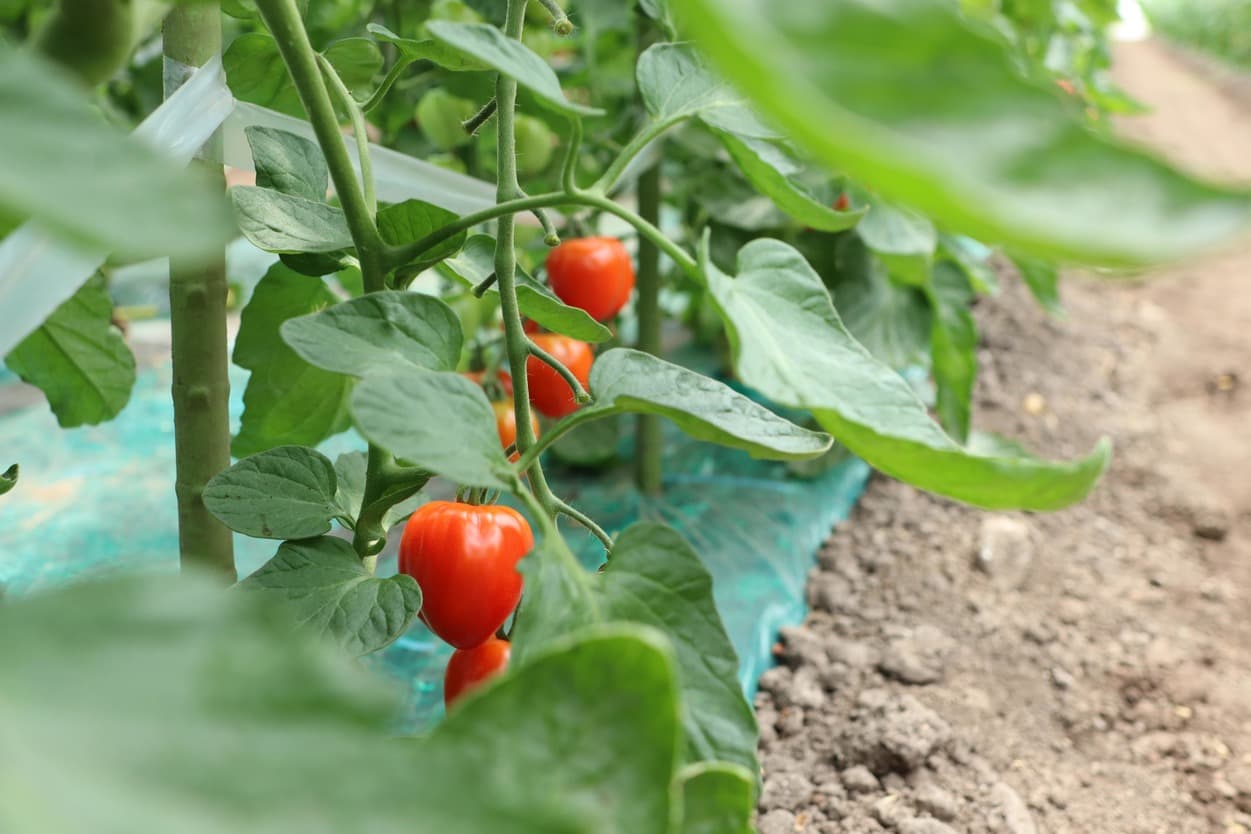 昭和村 トマトベリー