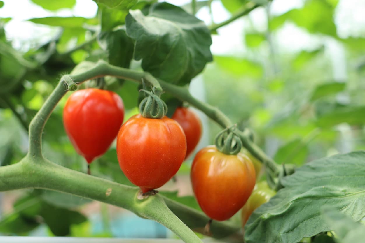 昭和村 トマトベリー