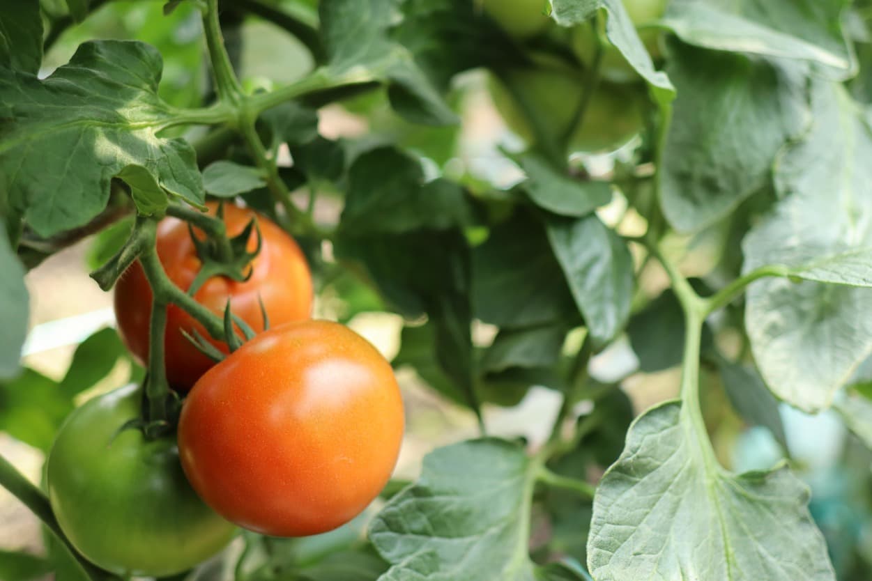 昭和村 ぜいたくトマト