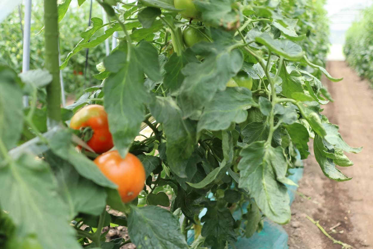 昭和村 ぜいたくトマト