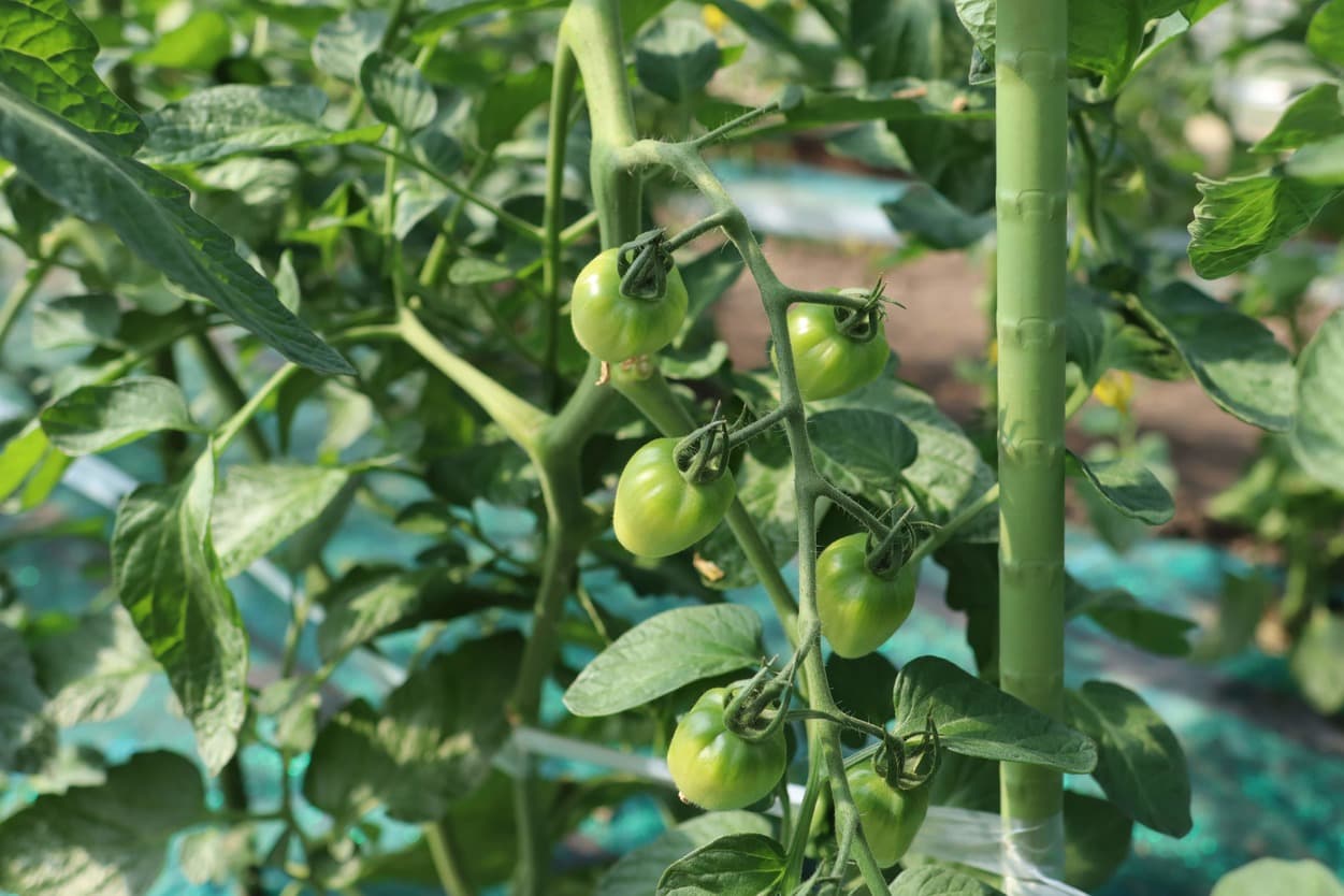 昭和村 トマトベリー