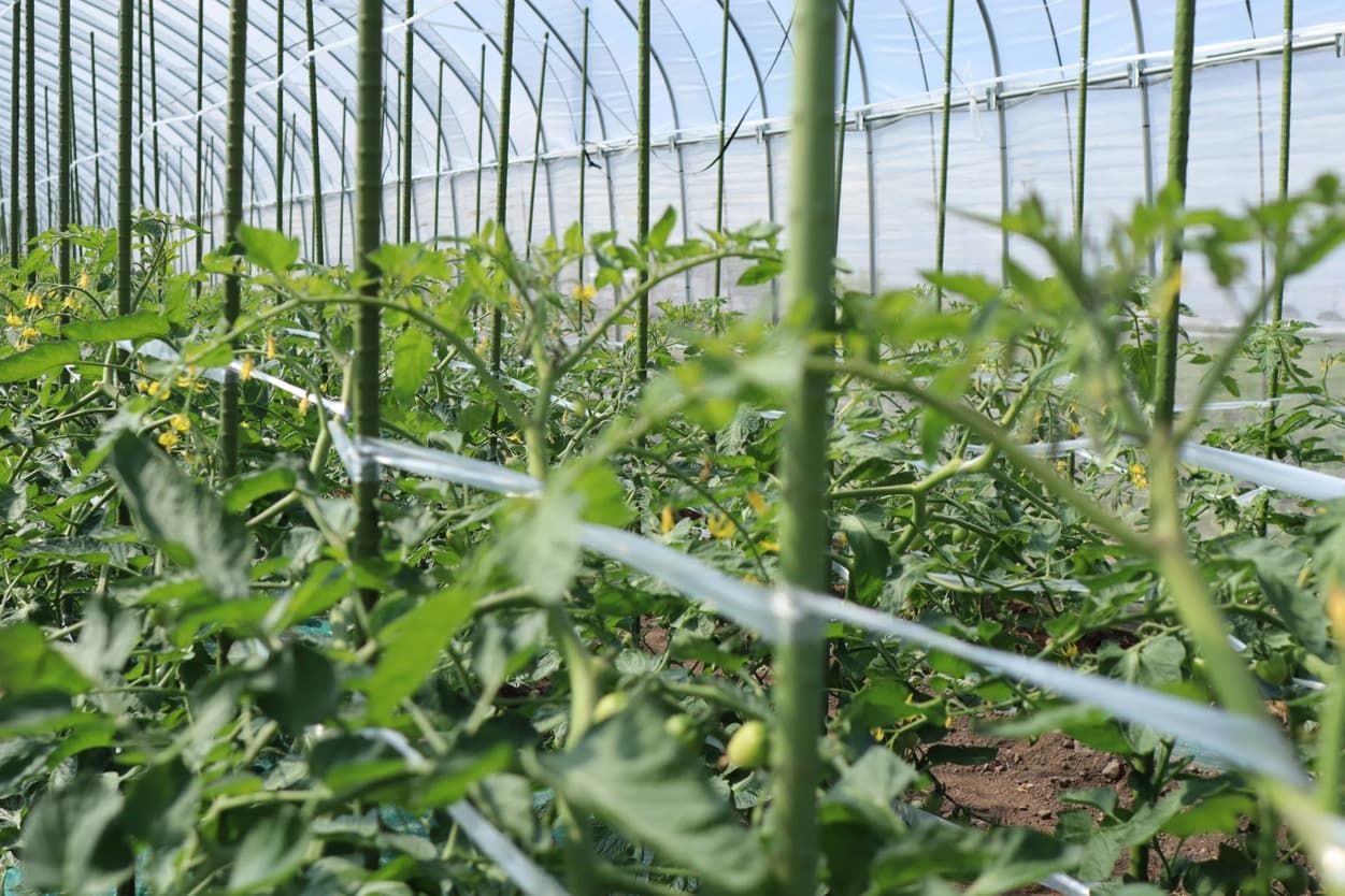 昭和村 トマトベリー