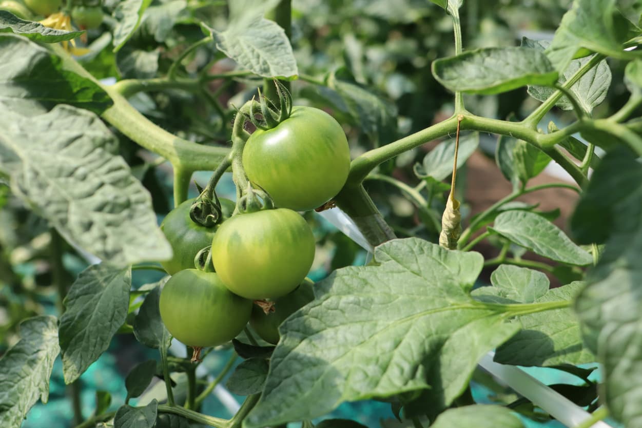 昭和村 ぜいたくトマト