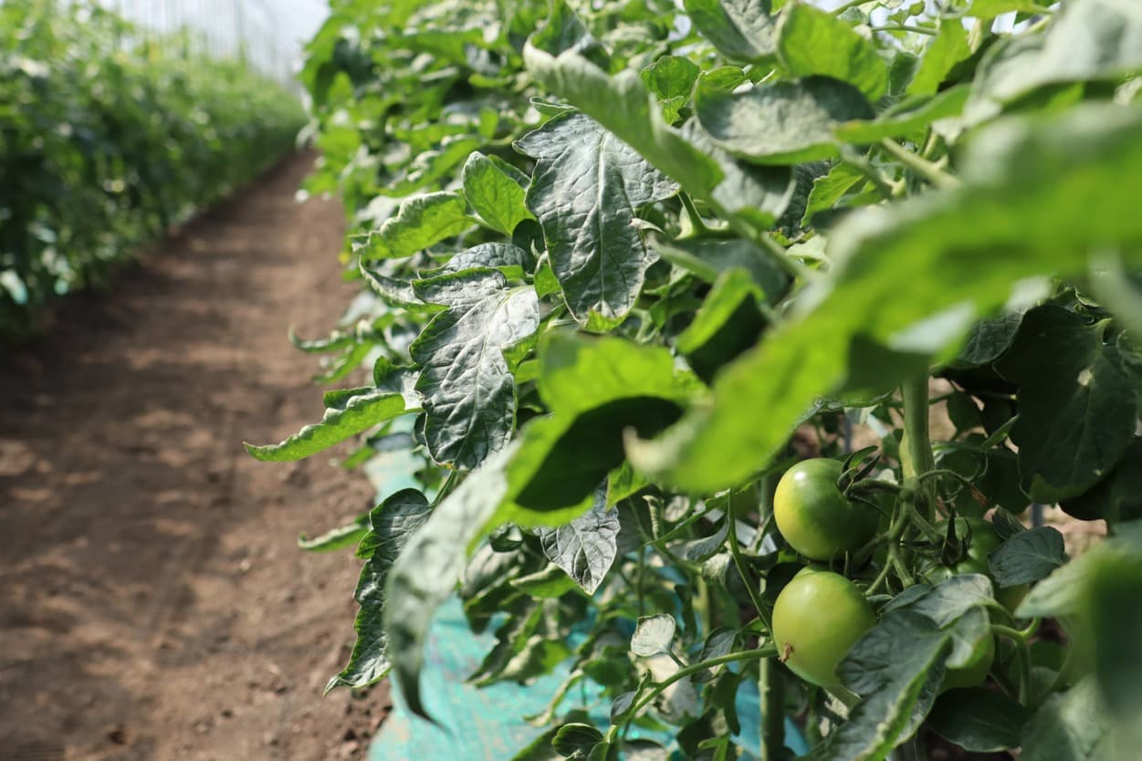 昭和村 ぜいたくトマト