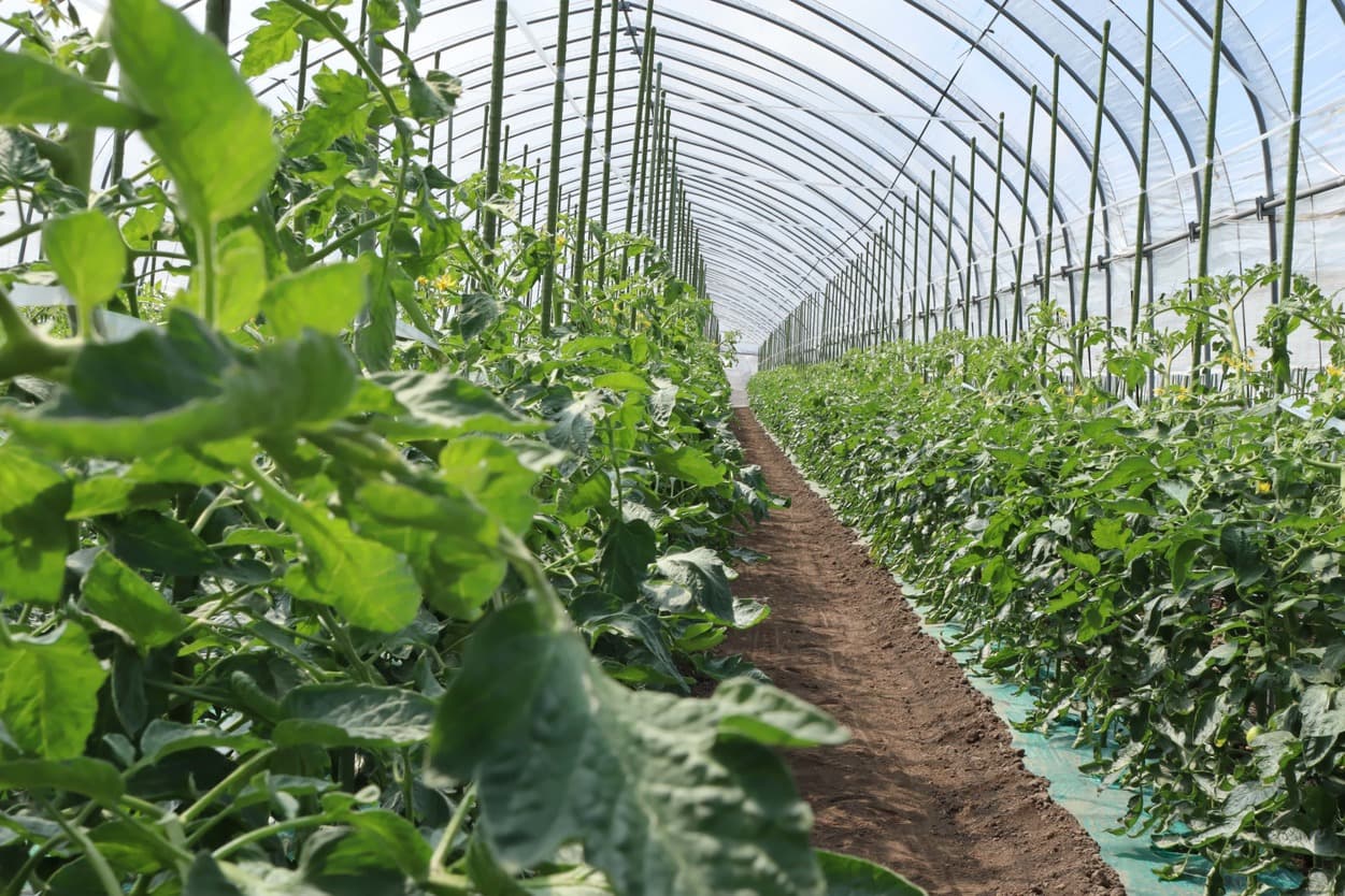 昭和村 ぜいたくトマト