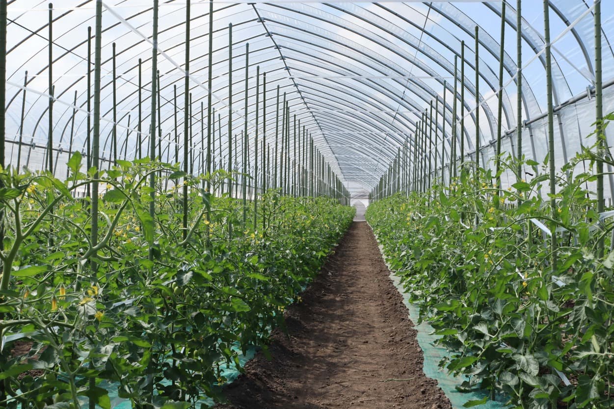 加藤農園 トマトの誘引