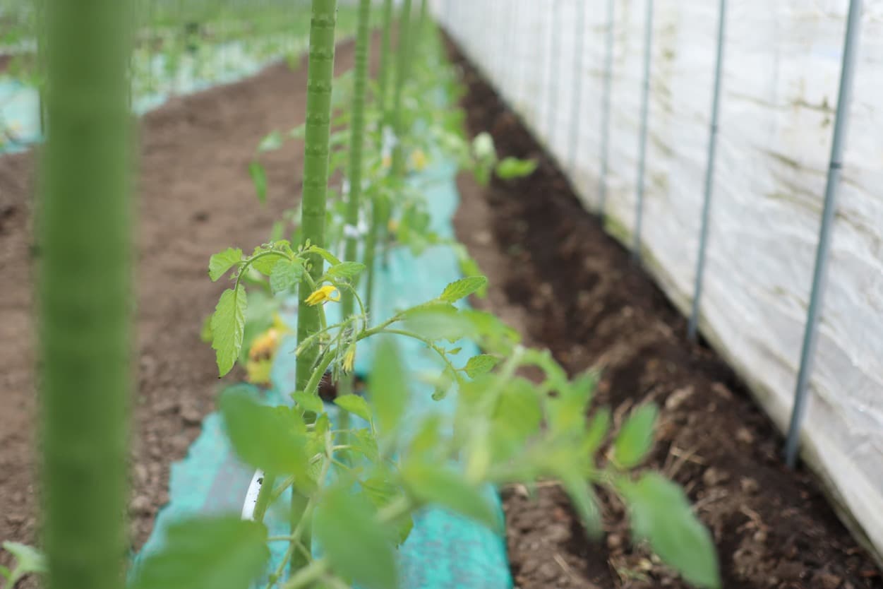 昭和村 トマトベリー